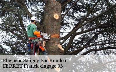Elagueur  saligny-sur-roudon-03470 FERRET Franck elagage 03