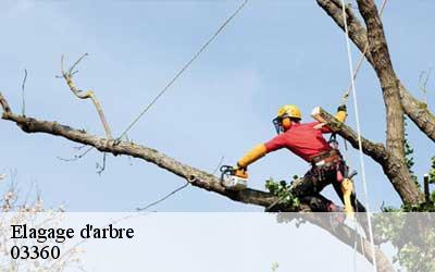 Elagage d'arbre 03360