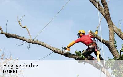 Elagage d'arbre 03800