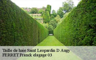 Taille de haie  saint-leopardin-d-augy-03160 FERRET Franck elagage 03
